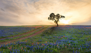 Field with bluebonnets and a tree